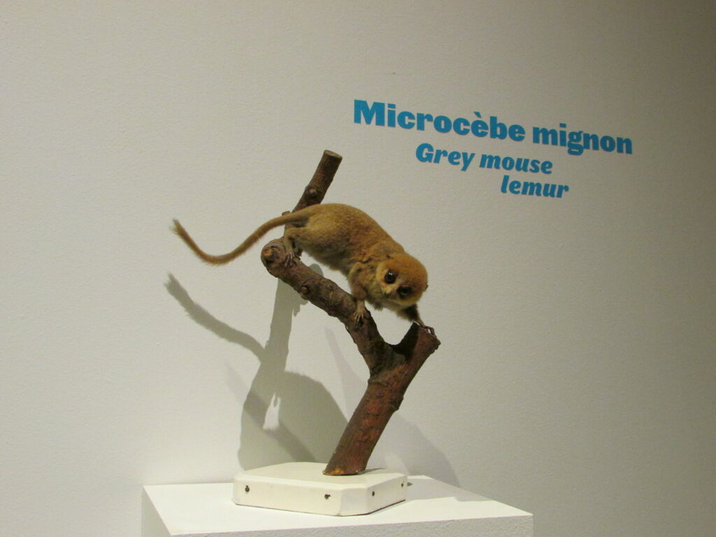 Microcèbe mignon